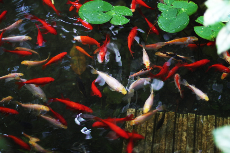 swim, fish, water lily, pond, animals in the wild, glasshouse, dark, green, animal, marine, school of fish, chaos, large group of animals, sea life, animal wildlife