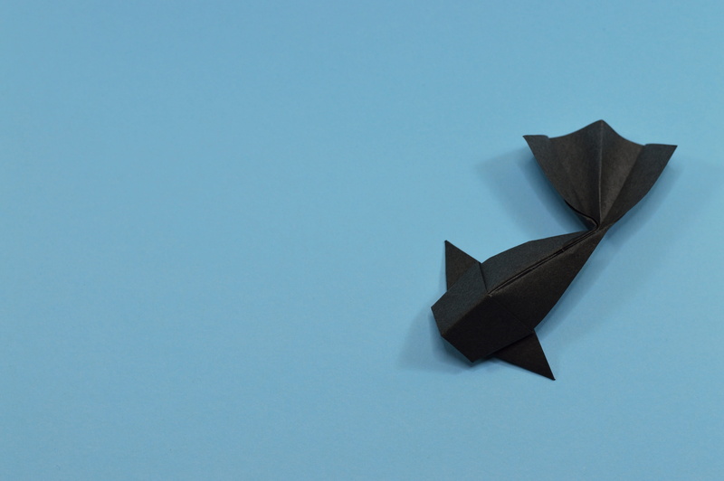 paper, cut out, no people, pond, indoors, creativity, copy space, studio shot, fauna, blue, still life, black, high angle view, lake, animal world, entertainment