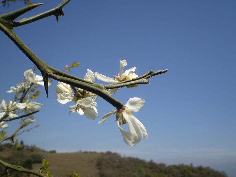 white flowers, flower, branch, lemon blossom, plant, close-up, tree, petal, sky, no people, beauty in nature, springtime, fragility, outdoors, nature, vulnerability