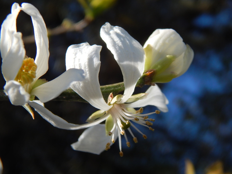 fragility, petal, twig, boutonnieres, 4K, springtime, day, nature, focus on foreground, flower, purity, freshness, blossom, pollen, flower head, no people