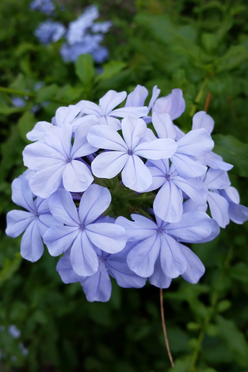 summer, outdoors, botany, fragility, springtime, beauty In Nature, flower Head, spring, vulnerability, flowering plant, Corsage, Flower, impatiens walleriana