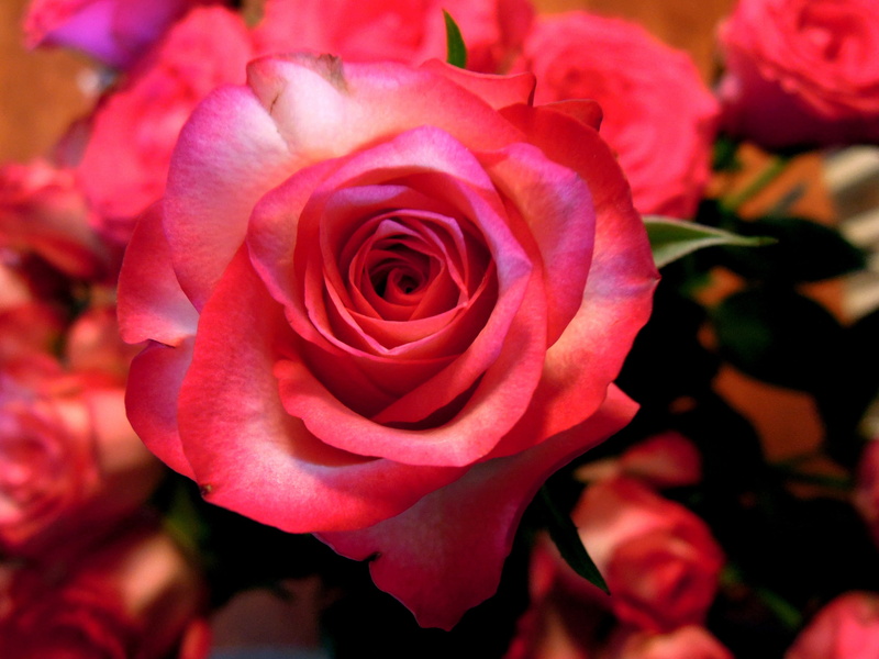 close-up, garden, red flower, bouquet, 2K, fragility, pink, corsage, no people, freshness, bloom, nature, outdoors, valentines day - holiday, day, vulnerability
