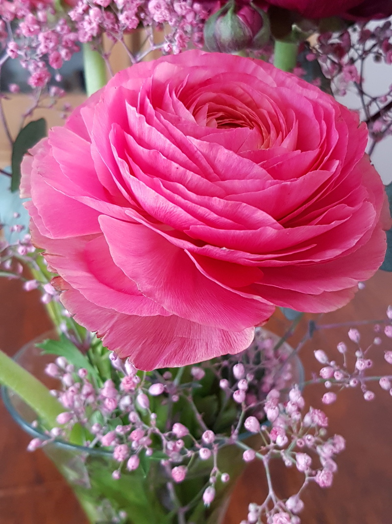 pink, outdoors, pink color, bouquet, growth, close-up, plant, no people, told buttercup, corsage, freshness, beauty in nature, rose, 4K, flower arrangement