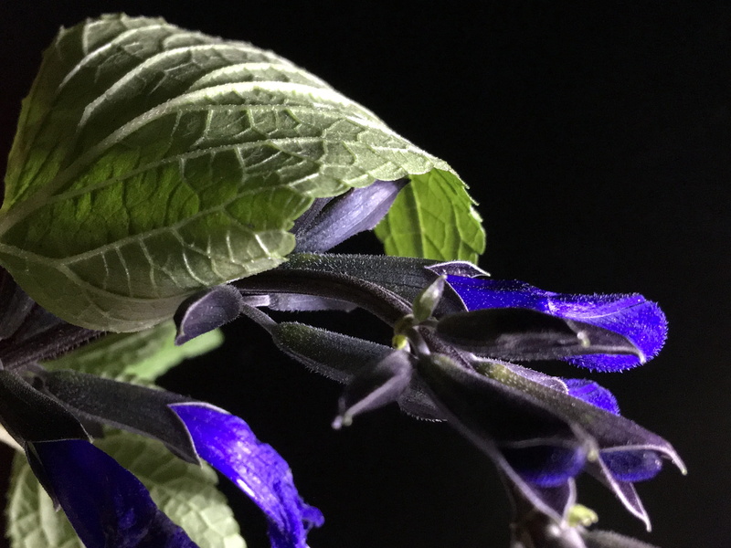 4K, fragility, vulnerability, inflorescence, flower head, violet, plant part, blue flowers, blue flower, tiny, bloom, light, leaf, blue, freshness, purple