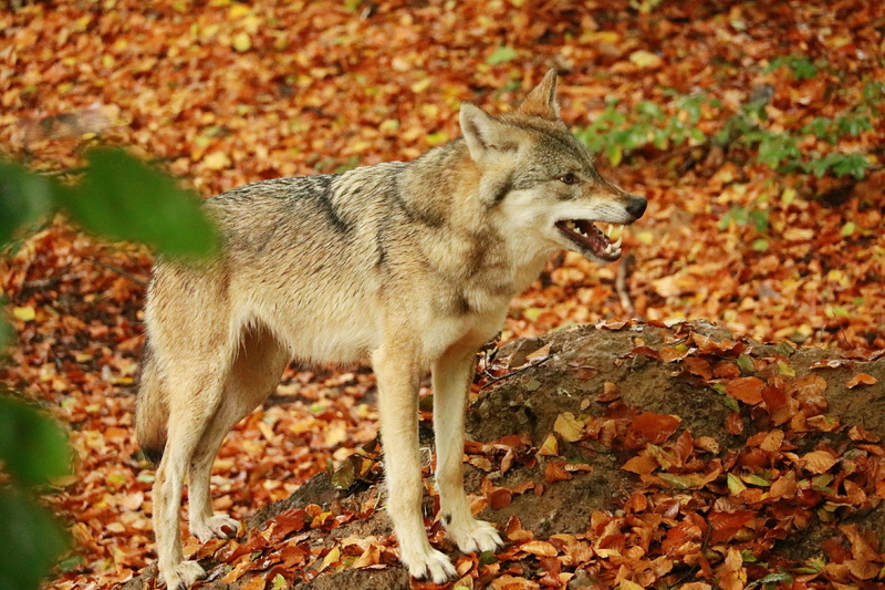 wild, autumn, looking, no people, grim, nature, zoo, animal themes, one animal, dog, leaf, canine, full length, profile view, 2K, domestic, vertebrate
