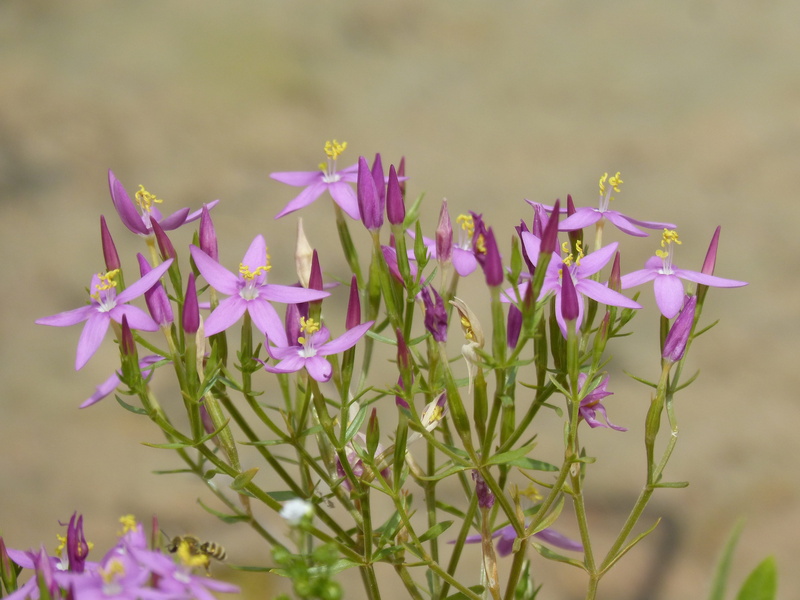 fragility, focus on foreground, flowers, beauty in nature, vulnerability, day, flowering plant, freshness, growth, flower head, plant stem, petal, flower