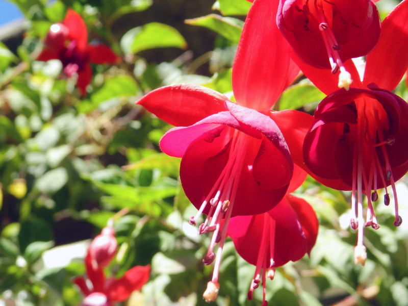 nature, plant, growth, flower, pistil, beauty in nature, approach, inflorescence, close-up, freshness, fragility, leaf, outdoors, vibrant color, no people