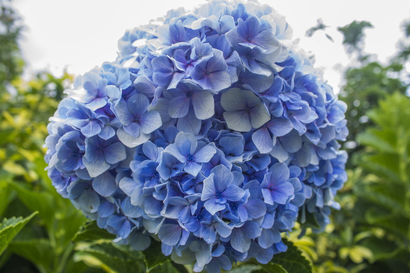 tiny, plant, botany, bunch of flowers, corsage, fragility, spring, nature, petal, blue, wild flowers, growth, flower head, plants, bloom, blue flowers
