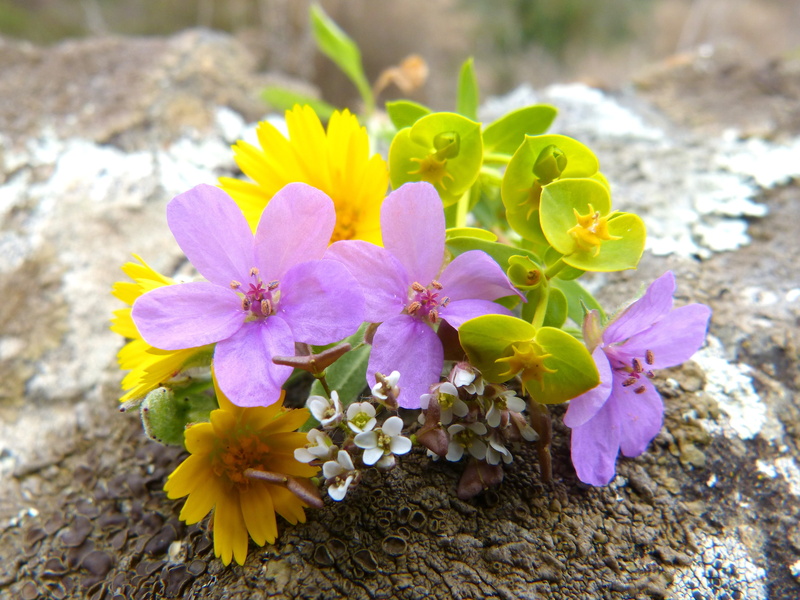 flowers, corsage, focus on foreground, 4K, pink color, wild flowers, pollen, nature, flower head, freshness, day, vulnerability, flower, yellow, purple