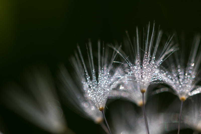 state, makro, 760d, model, plant, focal_length, aperture, geo:location, camera, ƒ / 3, iso_speed, country, city, dagg, nature, mm, lens, close-up, canon