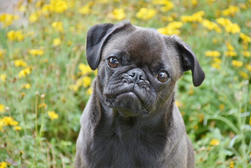 mammal, background, summer, focus on foreground, portrait, vertebrate, dog, young animal, 4K, domestic, animal head, animal themes, plant, field, sit
