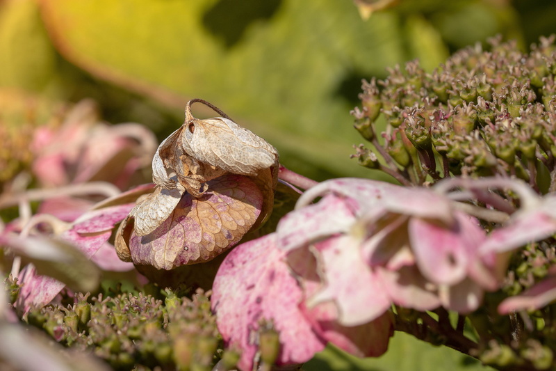 expiration, purple, garden, fragility, flower, sheet, sunlight, autumn, close-up, freshness, autumn leaf, petal, day, 4K, plant, beauty in nature, flower head