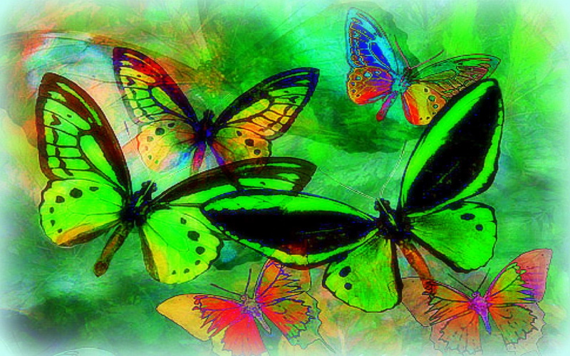 green, wings, 1080P, softness, butterfly-designs, beautiful, paintings, softness-beauty, drawings, lovely, creative-pre--made, cool