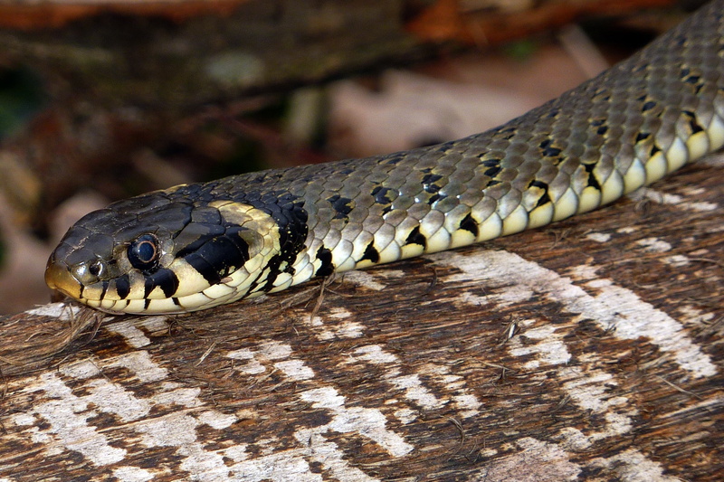 animal head, communication, no people, vertebrate, animal themes, animals in the wild, close-up, focus on foreground, grass snake, nature, one animal, day