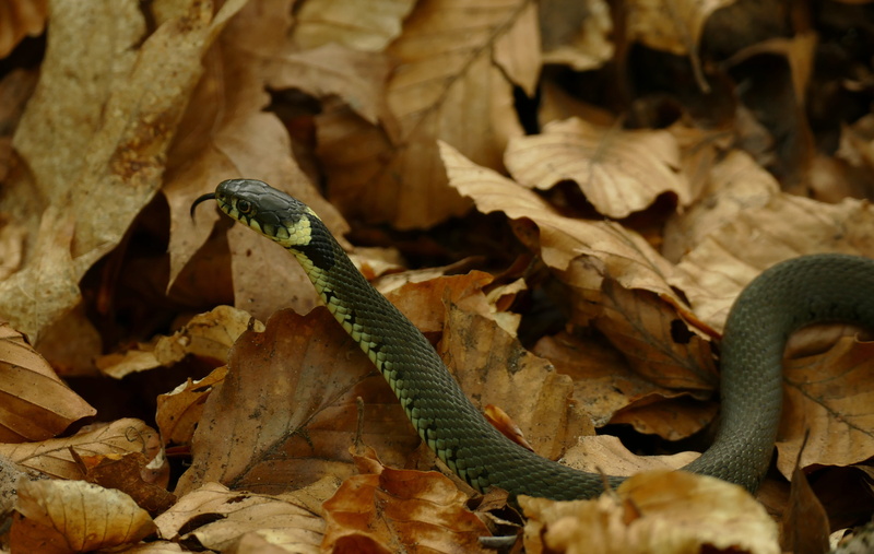 plant, day, close-up, field, Hose, Grass Snake, animal, water hose, one animal, danger, vertebrate, Natrix Natrix, animal scale, plant part, animals in the wild