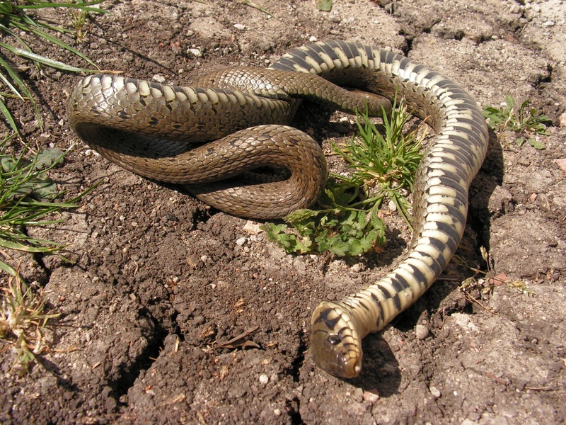 tanatóza, communication, one animal, snake, animals in the wild, natrix, crocodile, no people, day, animal wildlife, outdoors, nature, sign, animal body part