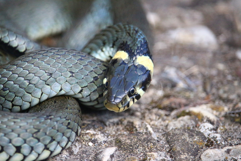 aggression, vertebrate, snakehead, Grass Snake, nature, animal body part, animal, water snake, Reptile, 5K, animal themes, Natter, animal head, focus on foreground