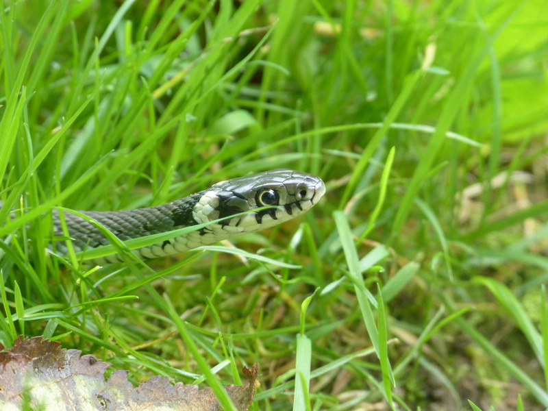 growth, species, Grass Snake, scale, no people, animal mouth, animal themes, natrix natrix, Natter, 4K, head game, field, animals in the wild, neck patch