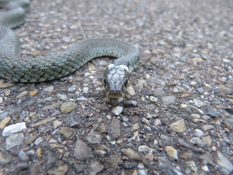 nature, warning sign, vertebrate, no people, 4K, danger, non-hazardous, animal wildlife, poisonous, animal themes, animal body part, selective focus, natrix natrix