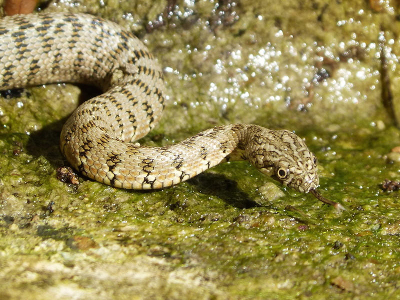 outdoors, animal scale, no people, communication, warning sign, one animal, close-up, selective focus, raft, poisonous, sign, stalking, predator, nature
