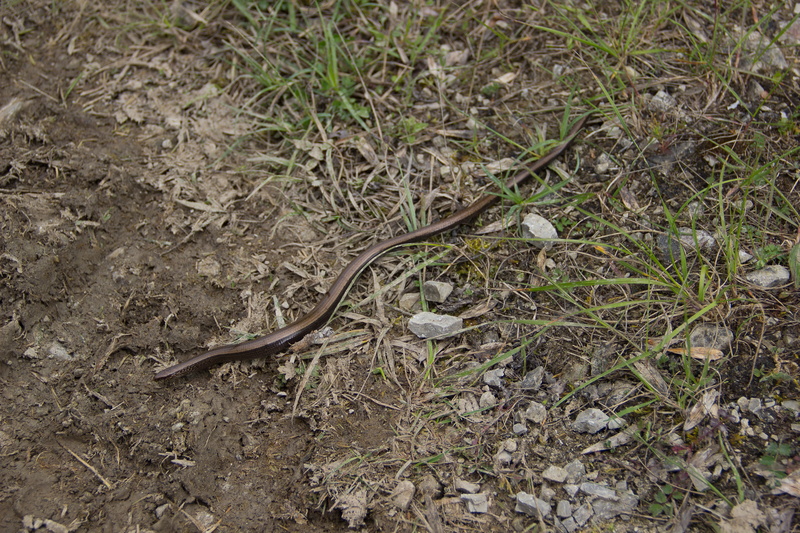 animal themes, animal, grass, no people, 5K, vertebrate, field, natrix, slow worm, reptile, lizard, outdoors, brown, day, animal wildlife, plant, crawl