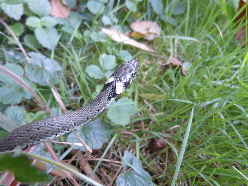 snake, young animal, green color, colubridae, one animal, nature, neck patch, poisonous, day, animal wildlife, natter, scale, non-hazardous, head game