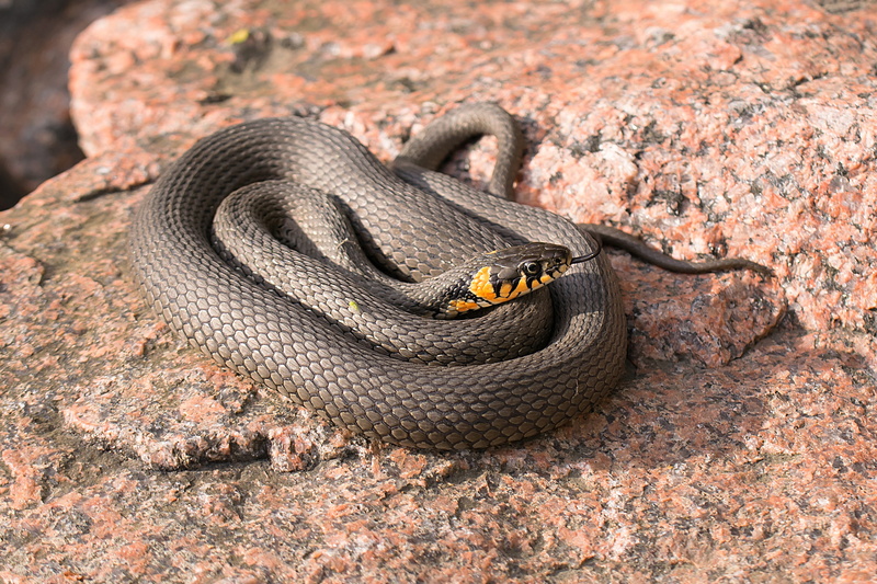outdoors, natrix natrix, rainforest, one animal, close-up, sign, animal mouth, reptile, snake, animal, animal body part, 4K, gray, communication, animals in the wild