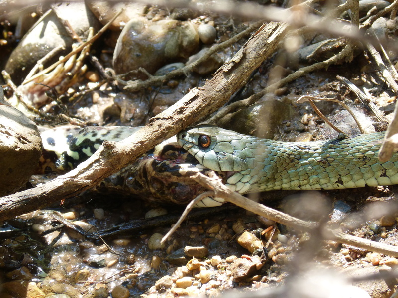 sunlight, snake river, amphibian, snake necklace, vertebrate, snake, animal themes, animal wildlife, 2K, animals in the wild, natrix natrix, rock, lizard
