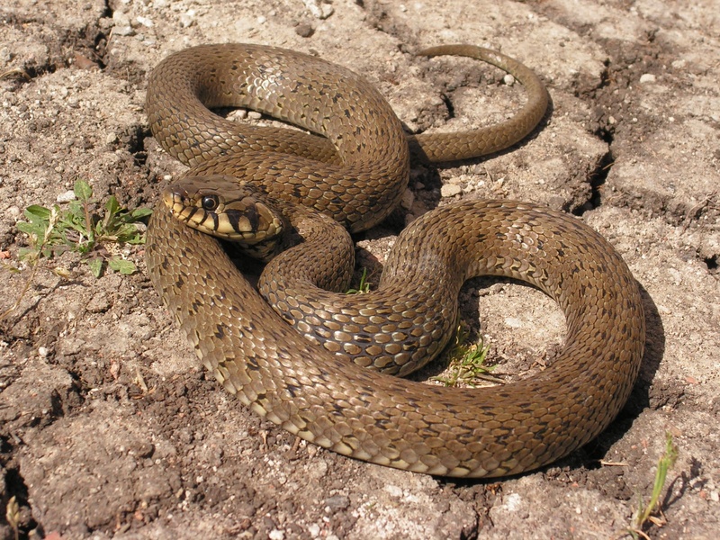 poisonous, animal themes, natrix, curled up, close-up, nature, land, animal, animal wildlife, tropical rainforest, vertebrate, reptile, animal body part