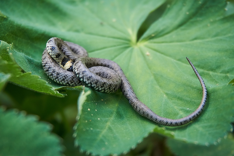 alchemilla vulgaris, barren grass snake, growth, animal wildlife, scale, species, animal themes, neck patch, invertebrate, one animal, insect, close up