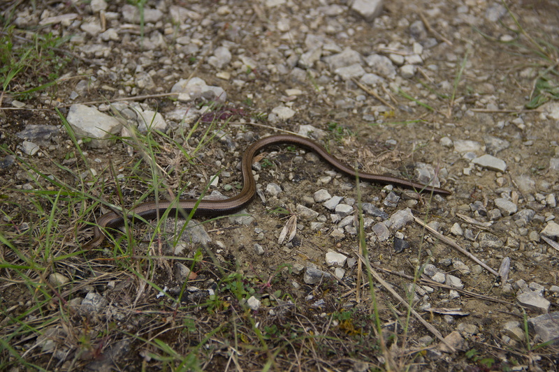 animal wildlife, dry, nature, vertebrate, plant, lizard, animals in the wild, crawl, high angle view, land, one animal, snake, no people, close-up, outdoors