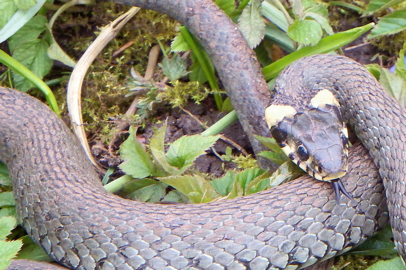 animal scale, reptile, animal themes, plant part, close-up, non-hazardous, nature, natter, curled up, animal head, communication, animals in the wild, snake