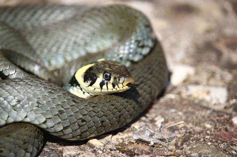 no people, animal themes, animal scale, animal body part, focus on foreground, snakehead, sign, communication, animal, animal head, animal wildlife, snake