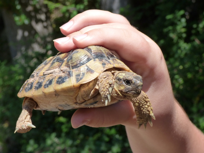 human hand, breeding, protected species, body part, human limb, child hand, close-up, reptile, mediterranean tortoise, outdoors, 4K, tortoise shell, focus on foreground