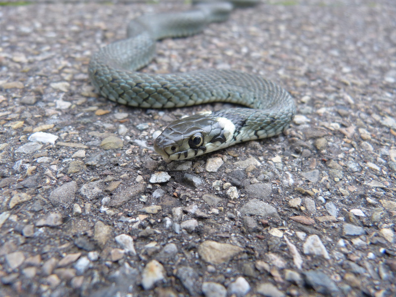 no people, young animal, animal scale, animal themes, animal, Grass Snake, day, animal head, 4K, neck patch, poisonous, barren grass snake, drawing, animals in the wild