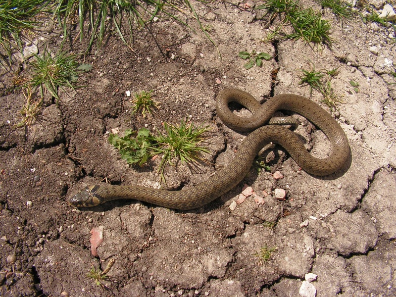 vertebrate, 1080P, growth, no people, field, animals in the wild, dirt, natrix, one animal, nature, reptile, environment, animal wildlife, plant, tree
