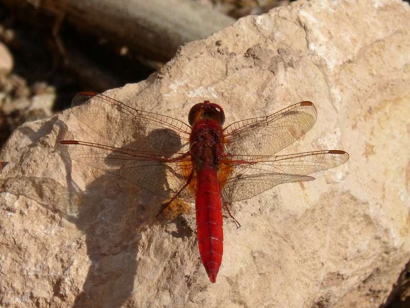2K, blackberry, annulata trithemis, nature, priorat, invertebrate, solid, day, rock - object, outdoors, montsant, one animal, beauty, no people, detail