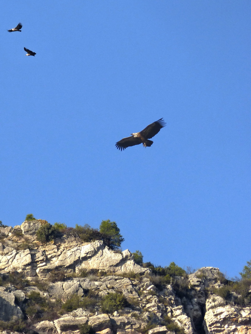 montsant, day, beauty in nature, hill, animal wildlife, eagle, sky, bird, mid-air, low angle view, animal themes, 2K, blue, animal, animals in the wild
