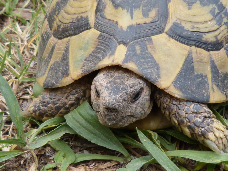 animal, leaves, zoo, natural, vertebrate, animal wildlife, one animal, plant part, turtle, animal Shell, 4K, animal themes, leaf, zoology, animals in the wild