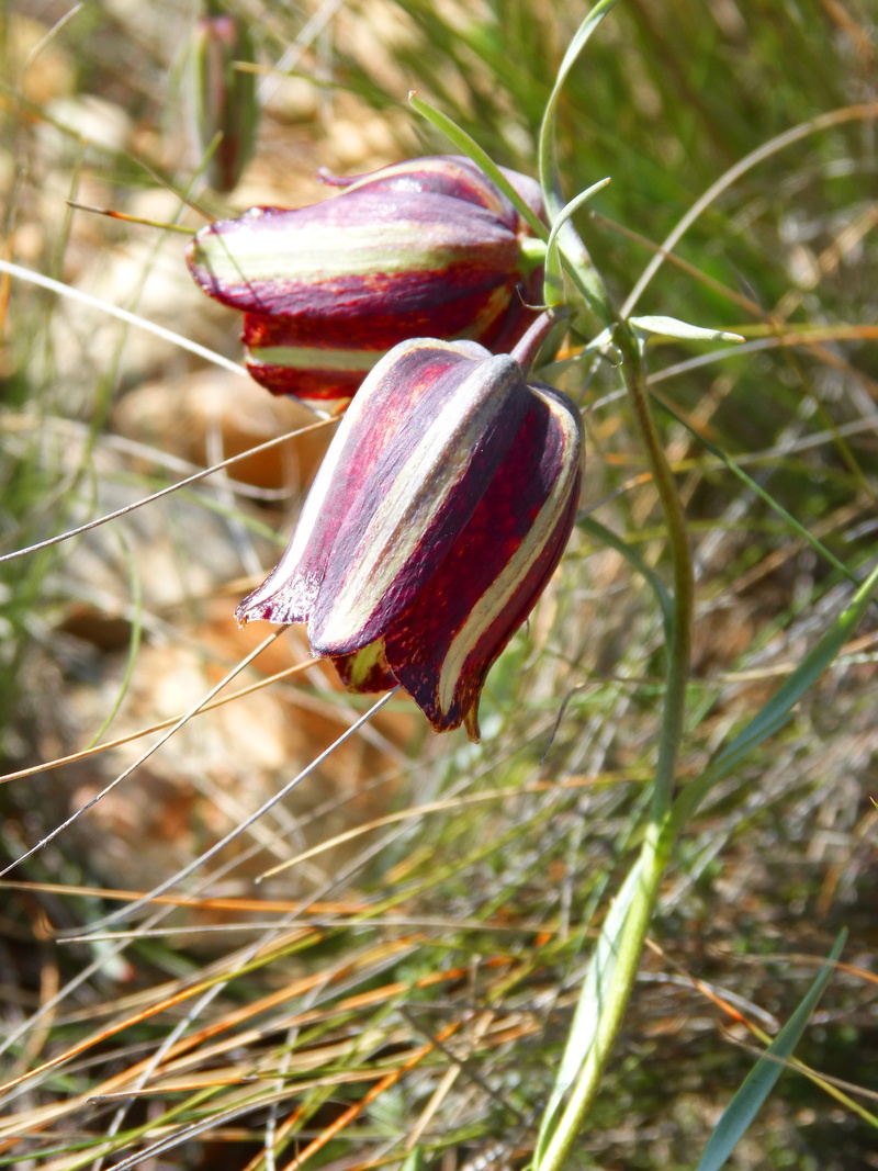 growth, close-up, food, wellbeing, beauty in nature, nature, freshness, purple, flower, no people, field, wild flower, outdoors, land, fritillaria, focus on foreground