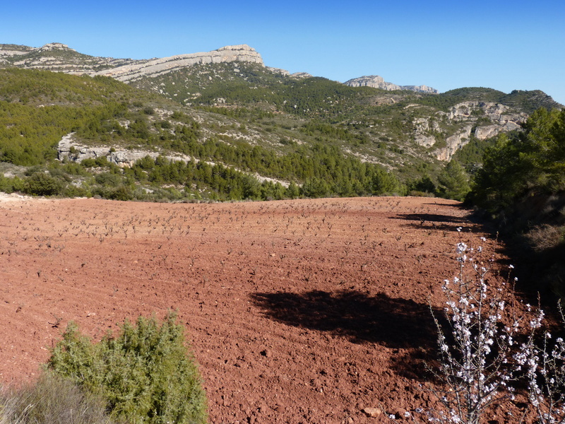 land, formation, nature, vineyard, tranquility, arid climate, more déu, environment, 4K, non-urban scene, landscape, outdoors, scenics - nature, montsant