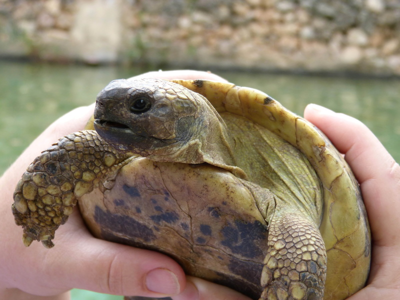 finger, real people, human hand, one person, detail, holding, vertebrate, animal head, turtle, animal themes, body part, animals in the wild, close-up