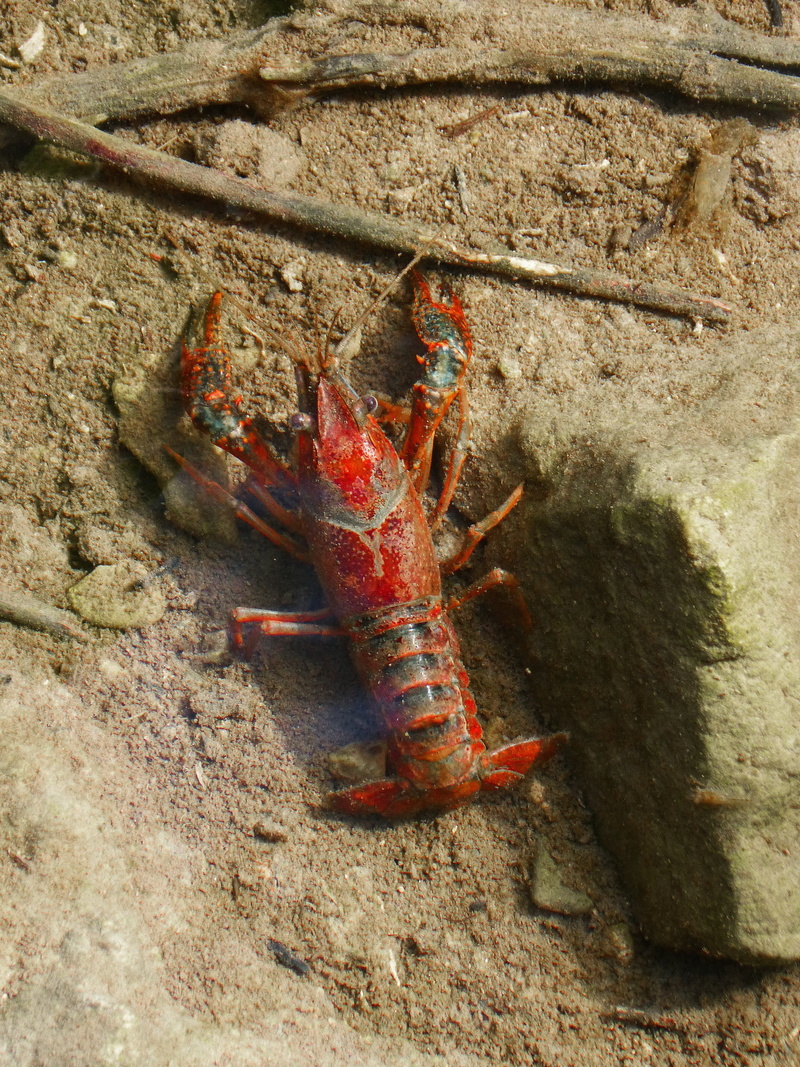 arthropod, animal themes, crayfish, zoology, high angle view, priorat, montsant, animal wildlife, red, nature, crustacean, sea life, one animal, rock, american crab