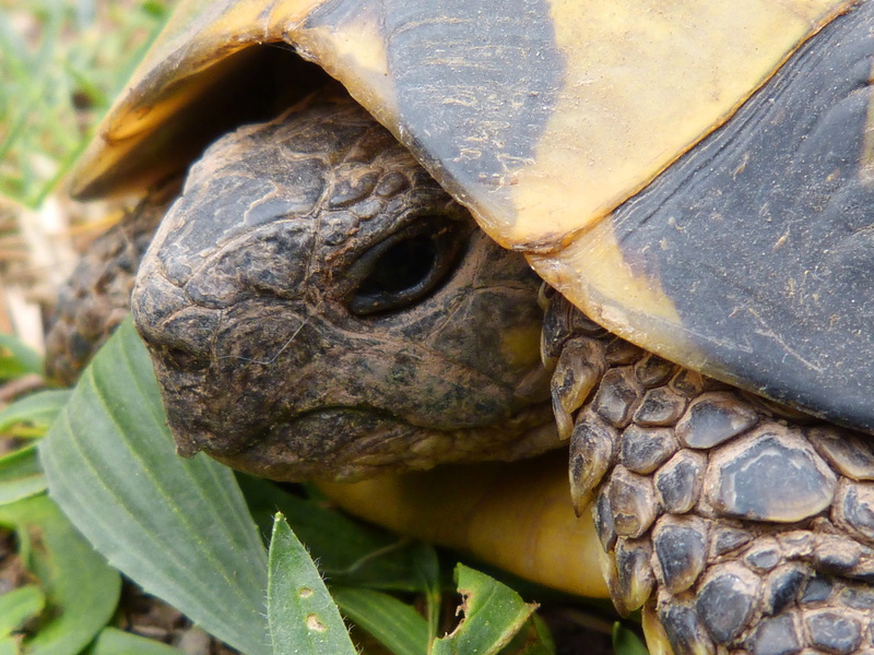 day, focus on foreground, nature, shell, animal eye, animal shell, animal wildlife, leaf, tortoise, animal body part, detail, 4K, tortoise shell, animals in the wild
