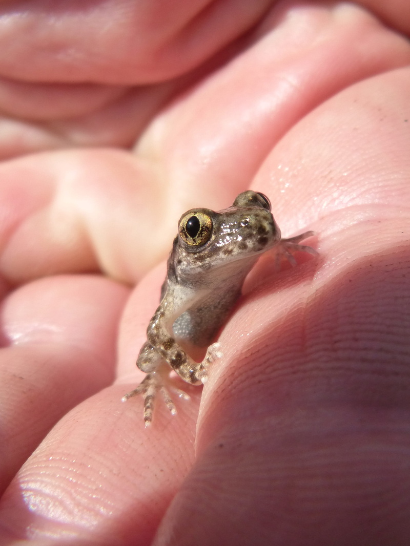 Frog, holding, Lower Case, close-up, human finger, amphibian, animals in the wild, Hand, montsant, small, Priorat, unrecognizable person, real people, body part