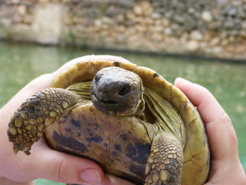 human hand, human finger, reptile, natural park, body part, one person, close-up, detail, outdoors, mediterranean, turtle, animals in the wild, hand, marine