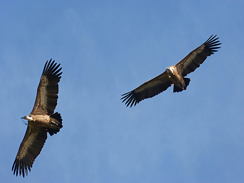 no people, animal themes, clear sky, bird, animal, Vultures, spread wings, blue, make the nest, animal wildlife, vertebrate, eagle, animals in the wild
