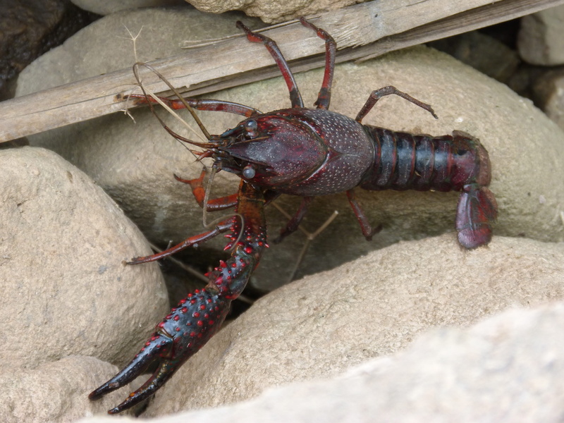 animal, animal wildlife, crustacean, close-up, solid, animal themes, crayfish, high angle view, animals in the wild, arthropod, 4K, montsant, clip, day