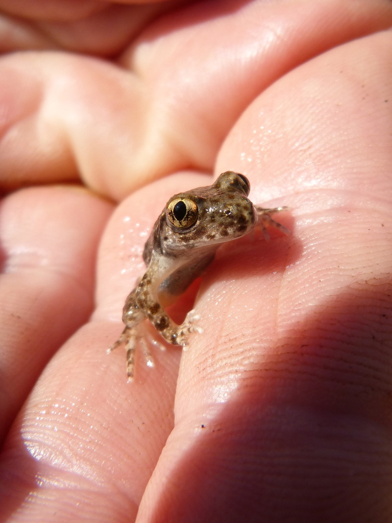 human hand, wildlife, personal perspective, holding, unrecognizable person, body part, one person, amphibian, priorat, hand, frog, vertebrate, animal, one animal
