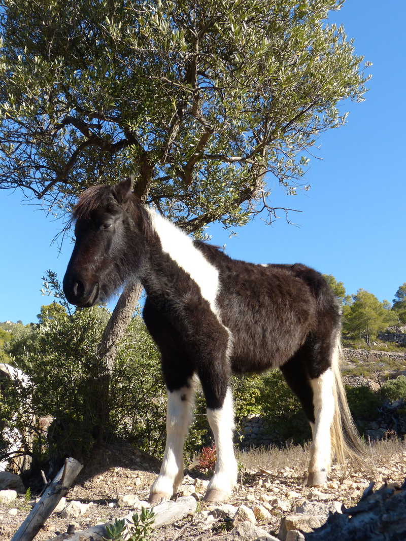 herbivorous, horse, sky, plant, animal, tree, domestic, standing, field, land, animal wildlife, montsant natural park, no people, nature, livestock, montsant